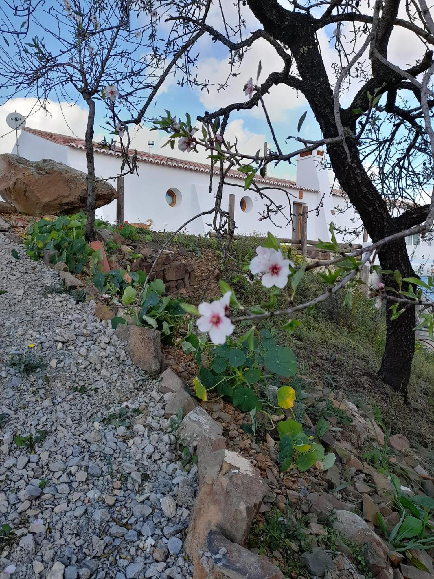 Amendoa * Alta Mora